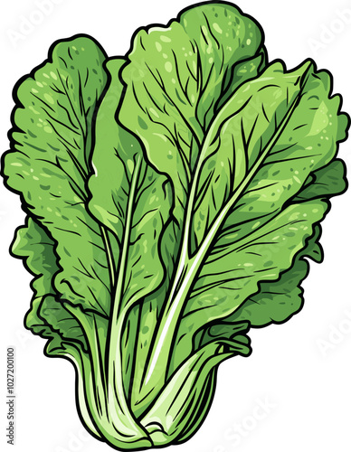 Fresh Lettuce Design Illustration - Detailed Organic Vegetable Design