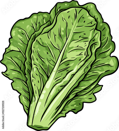 Fresh Lettuce Design Illustration - Detailed Organic Vegetable Design