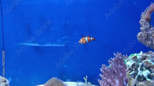 Clownfishes swimming in blue water in fish tank