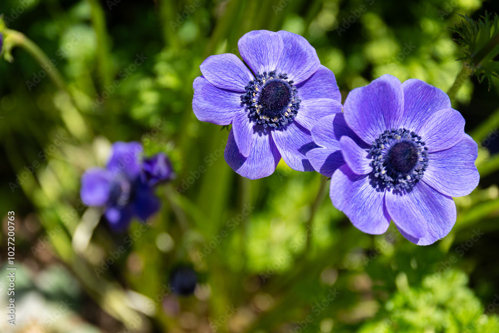 Purple anemone blossom close up, detail