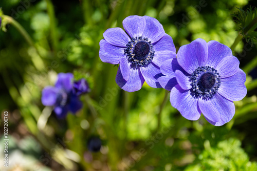 Obraz na płótnie Purple anemone blossom close up, detail w salonie