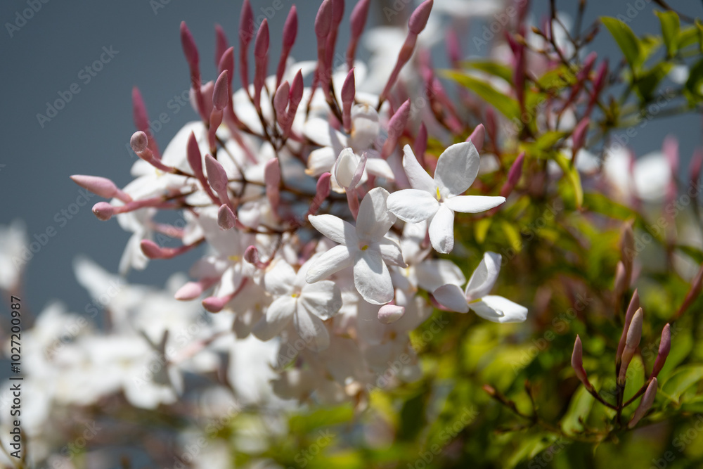Jasmine (Jasminum) flowers branch close up
