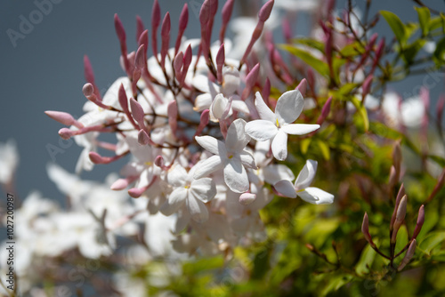 Obraz na płótnie Jasmine (Jasminum) flowers branch close up w salonie