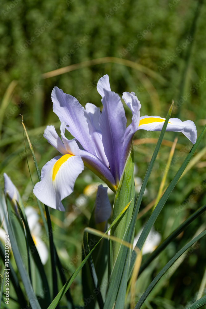 Dutch iris (Iris hollandica) flowers