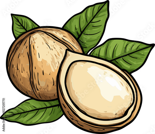 Macadamia Nut Design Illustration - Ideal for Food and Organic Designs