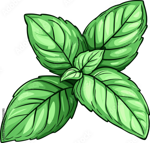 Fresh Mint Leaf Design Illustration - Perfect for Herbal and Culinary Designs