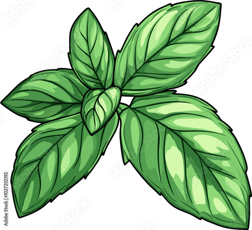 Fresh Mint Leaf Design Illustration - Perfect for Herbal and Culinary Designs