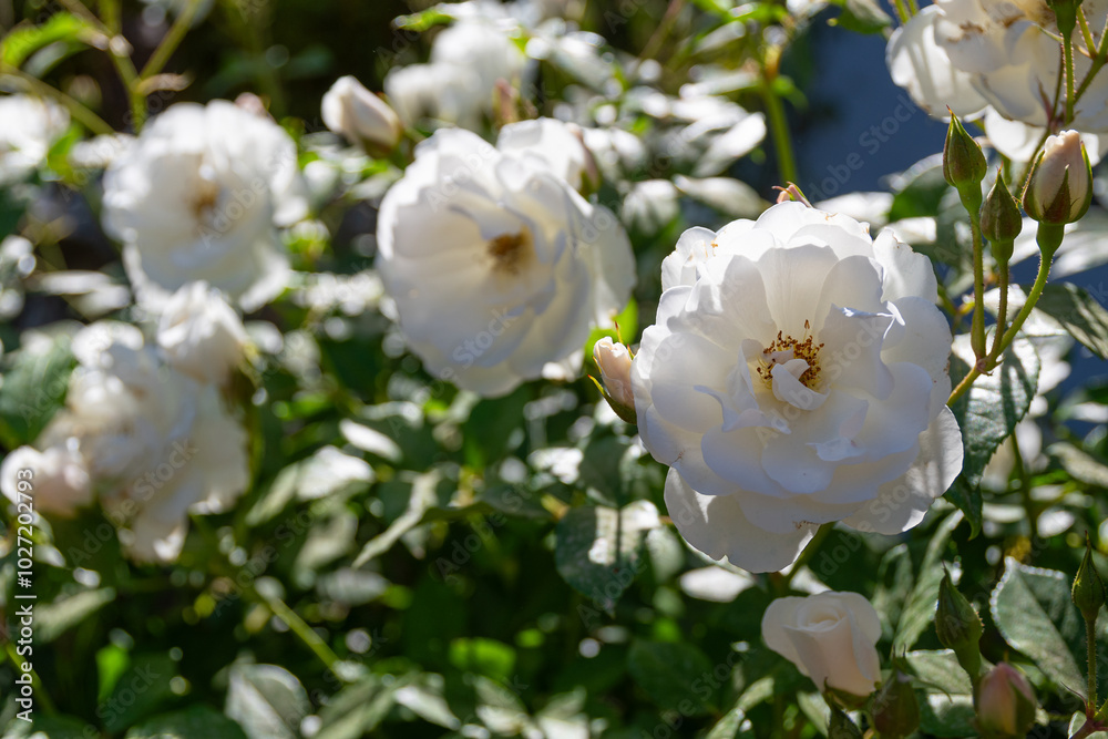 White roses, Iceberg, backlit with dark foliage background