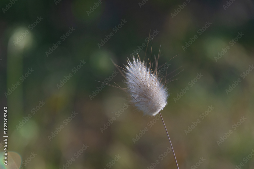 Lagurus ovatus (Hare's Tail Grass or Bunny Tails Grass)