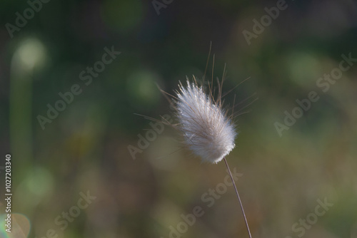 Obraz na płótnie Lagurus ovatus (Hare's Tail Grass or Bunny Tails Grass) w salonie