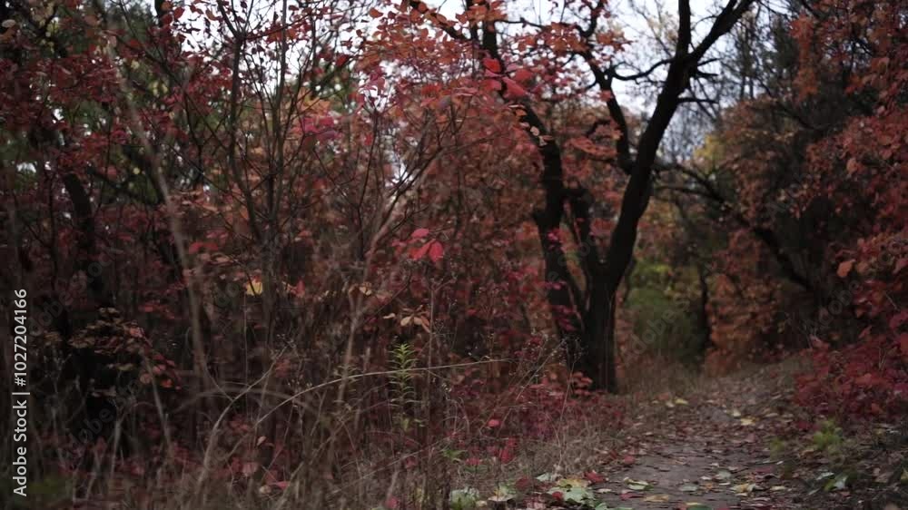 Walking Through Autumn Colors. Golden Trails of the Fall Forest. Pathway Through Autumn Leaves Walking Through Autumn Colors. Golden Trails of the Fall Forest. Pathway Through Autumn Leaves