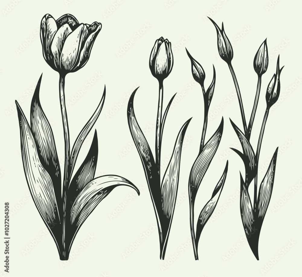 Adobe Illustrator Artwork
set of contour spring flowers
line art floral, leaves
black and white illustration tulip
set of decorative elements of tulip plants