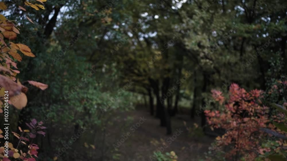 Walking Through Autumn Colors. Golden Trails of the Fall Forest. Pathway Through Autumn Leaves