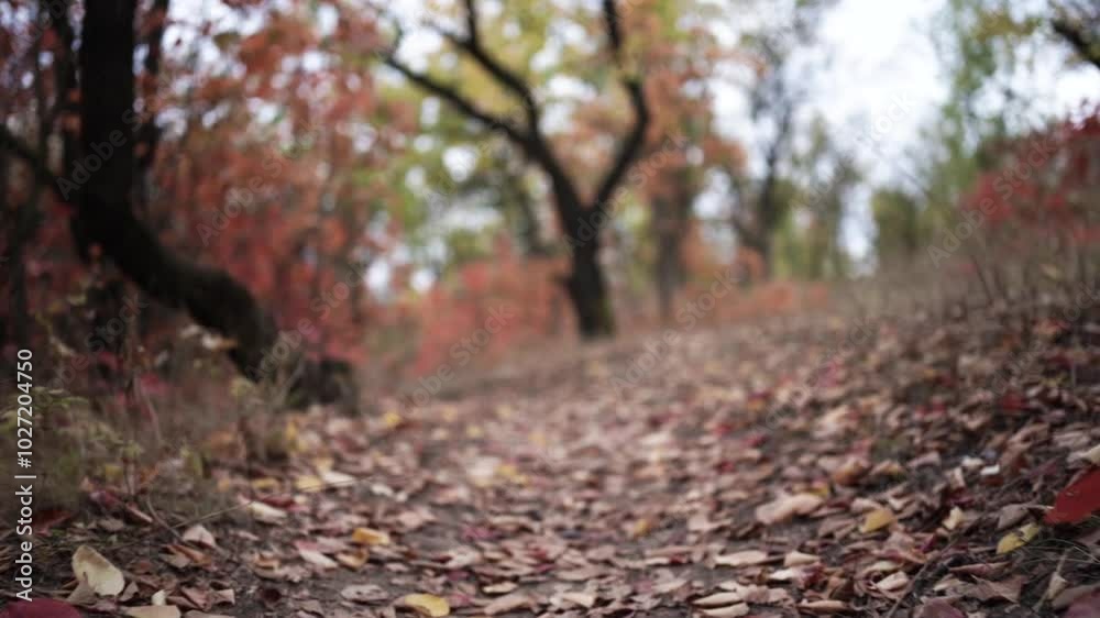 Walking Through Autumn Colors. Golden Trails of the Fall Forest. Pathway Through Autumn Leaves Walking Through Autumn Colors. Golden Trails of the Fall Forest. Pathway Through Autumn Leaves
