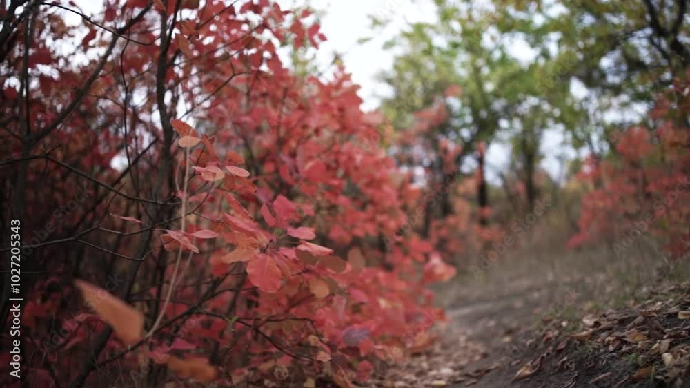 Walking Through Autumn Colors. Golden Trails of the Fall Forest. Pathway Through Autumn Leaves Walking Through Autumn Colors. Golden Trails of the Fall Forest. Pathway Through Autumn Leaves