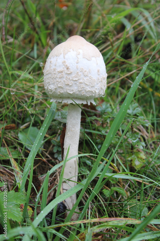 gros plan, champignon, nature, automnal, forêt, aliment, plante, brun, blanc, saison, gros plan, toxique, naturel, mousse, comestible, flore gros plan, champignon, nature, automnal, forêt, aliment, plante, brun, blanc, saison, gros plan, toxique, naturel, mousse, comestible, flore