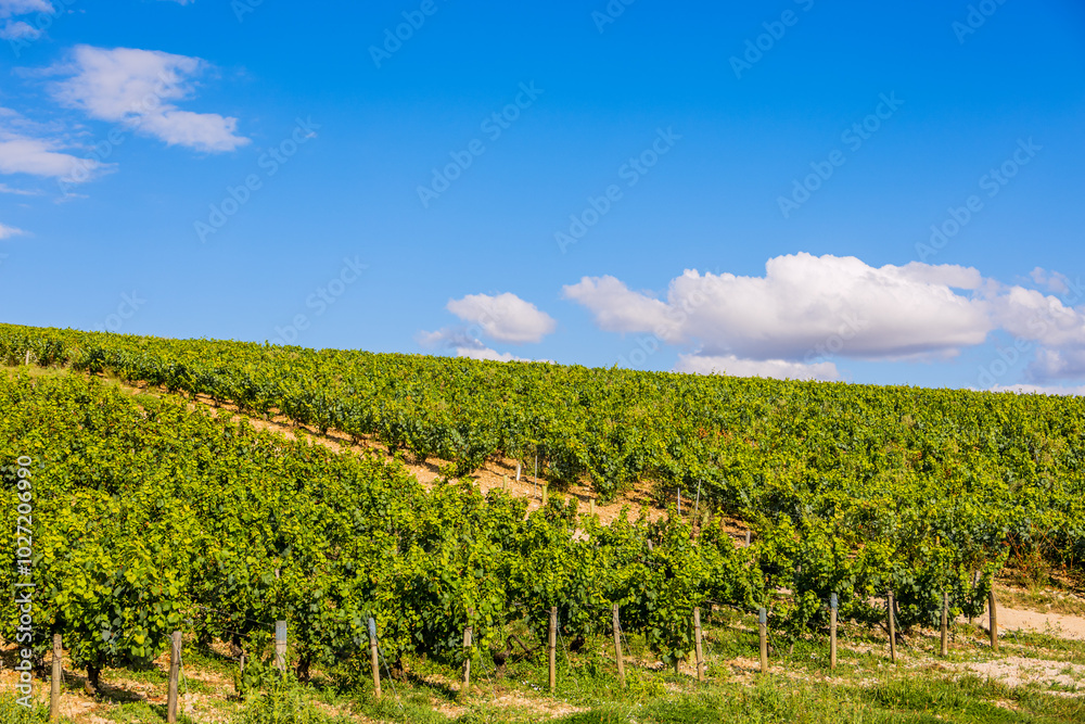 Fototapeta premium Les vignobles de vin Chablis