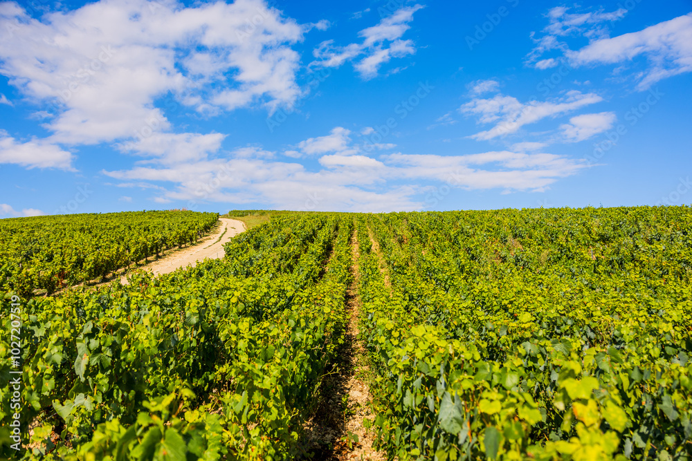Les vignobles de vin Chablis