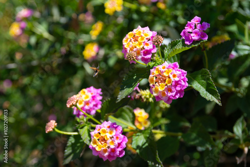 Lantana camara (common Lantana) flowers close up