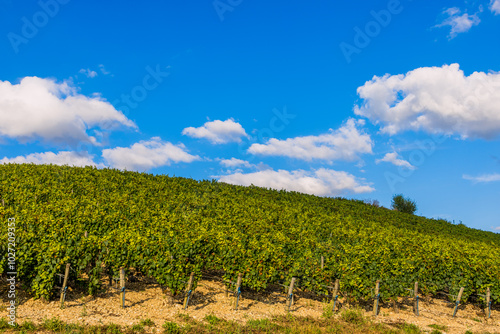 Les vignobles de vin Chablis photo