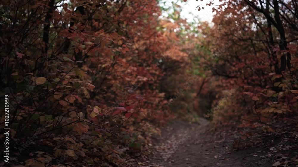 Walking Through Autumn Colors. Golden Trails of the Fall Forest. Pathway Through Autumn Leaves Walking Through Autumn Colors. Golden Trails of the Fall Forest. Pathway Through Autumn Leaves