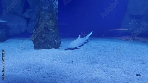 Wild sharks swimming in an aquarium in deep blue water photo