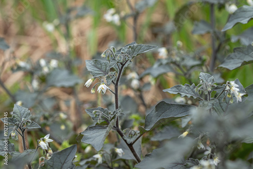 Foto Blossom and foliage of European black nightshade (Solanum nigrum subsp