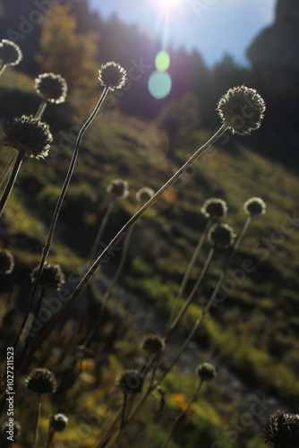 contre jour, contraste, silhouette, sauvage, montagne, plante, fleur, printemps, prairie, vert, champ, saison, soleil, beau, couleur, beauté, flore