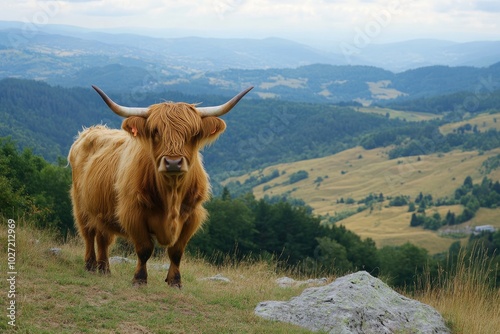 Highland cow standing on a green mountain pasture