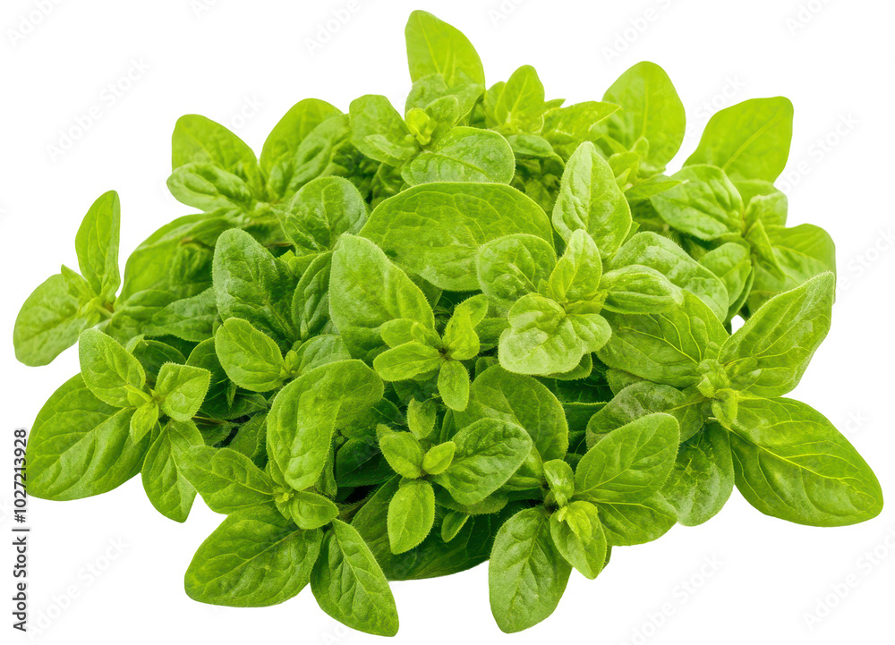Detailed bunch of oregano leaves on transparent background, ideal for culinary, herb, and fresh food images. Detailed bunch of oregano leaves on transparent background, ideal for culinary, herb, and fresh food images.