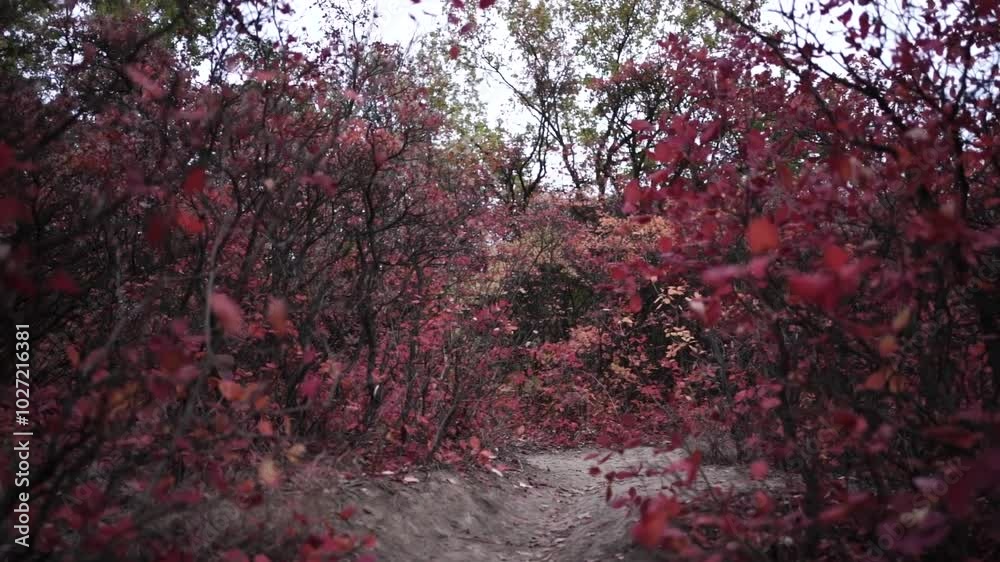 Walking Through Autumn Colors. Golden Trails of the Fall Forest. Pathway Through Autumn Leaves Walking Through Autumn Colors. Golden Trails of the Fall Forest. Pathway Through Autumn Leaves