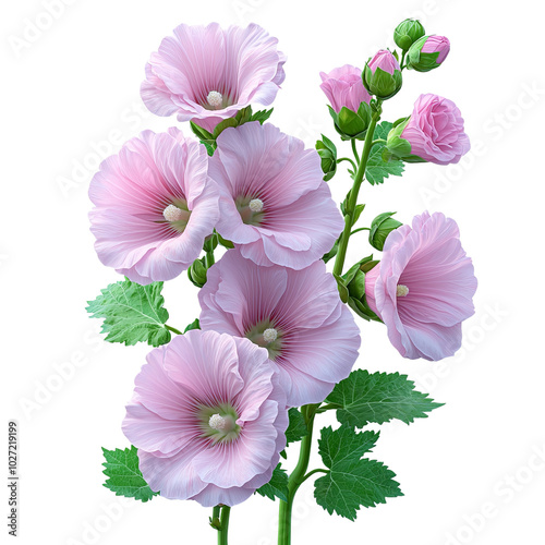 pink hollyhock flower illustration pink hollyhock flower illustration pink hollyhock flower illustration, Soft pink garden botanical, Delicate hollyhock floral art, Romantic bloom illustration design