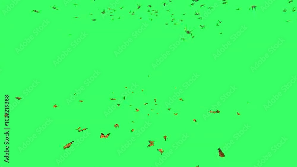 Swarm Of Butterflies Flying On Green Screen 12 Swarm Of Butterflies Flying On Green Screen 12