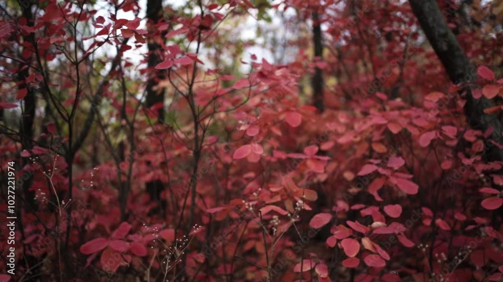 Walking Through Autumn Colors. Golden Trails of the Fall Forest. Pathway Through Autumn Leaves
