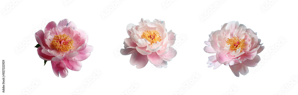 Three pink peonies on a blue background. Three pink peonies on a blue background.