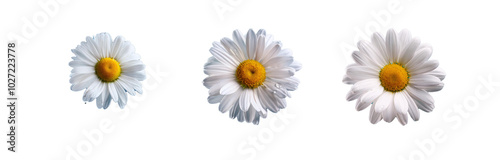 Three white daisies with yellow centers, set against a blue background.