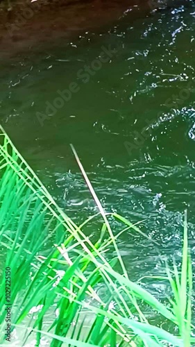 Río Tajuña