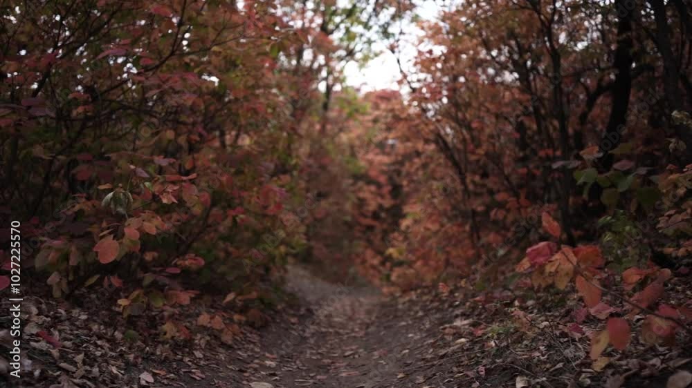 Walking Through Autumn Colors. Golden Trails of the Fall Forest. Pathway Through Autumn Leaves Walking Through Autumn Colors. Golden Trails of the Fall Forest. Pathway Through Autumn Leaves