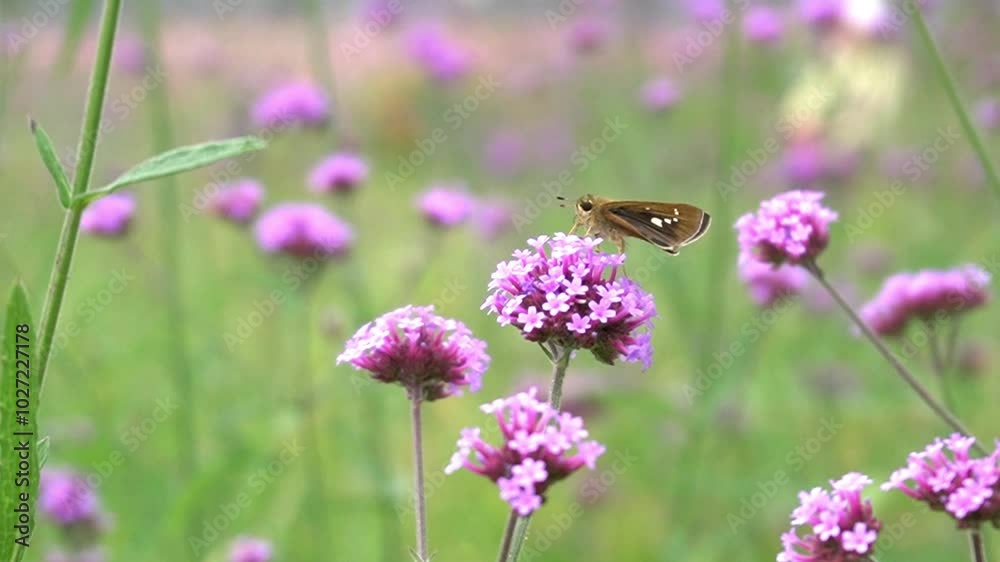 Cute insects we met in the flower garden
꽃밭에서 만난 귀여운 곤충들 Cute insects we met in the flower garden
꽃밭에서 만난 귀여운 곤충들