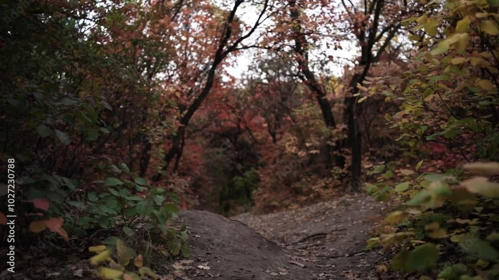 Walking Through Autumn Colors. Golden Trails of the Fall Forest. Pathway Through Autumn Leaves Walking Through Autumn Colors. Golden Trails of the Fall Forest. Pathway Through Autumn Leaves