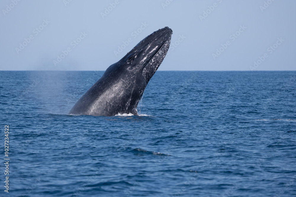 Fototapeta premium Madagascar humpback whale 