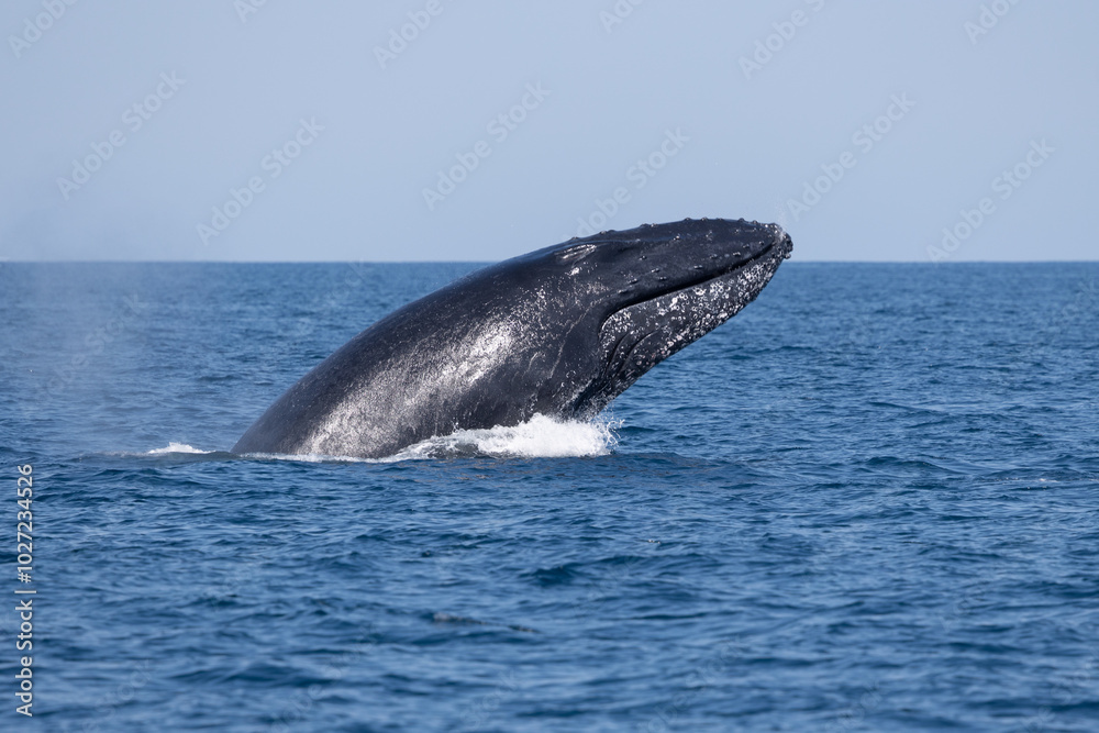 Fototapeta premium Madagascar humpback whale