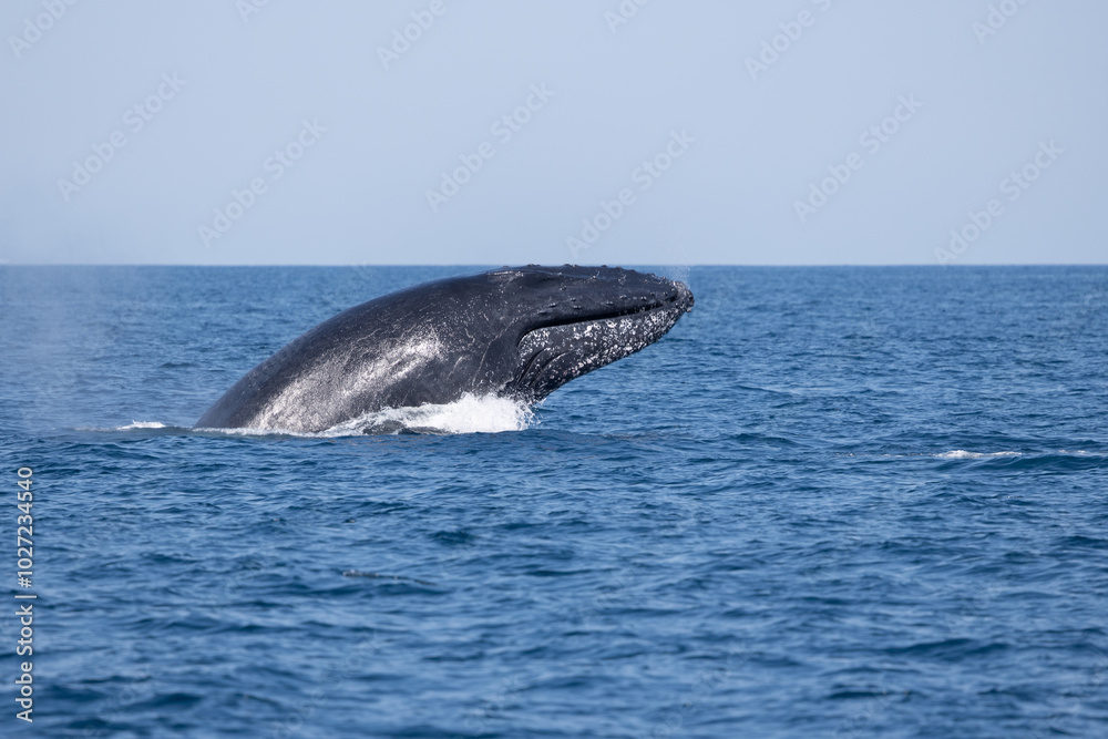 Fototapeta premium Madagascar humpback whale 