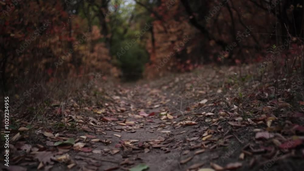 Walking Through Autumn Colors. Golden Trails of the Fall Forest. Pathway Through Autumn Leaves Walking Through Autumn Colors. Golden Trails of the Fall Forest. Pathway Through Autumn Leaves
