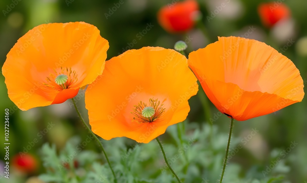 closeup of california poppies, Generative AI closeup of california poppies, Generative AI