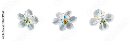 Three white blossoms with yellow centers against a vibrant blue background.