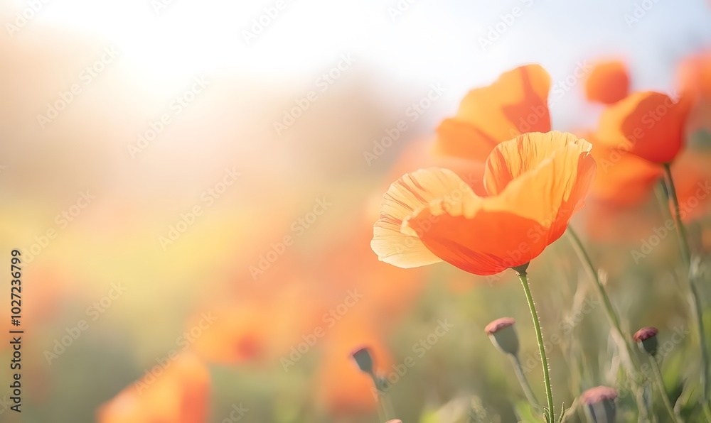 Obraz premium closeup of california poppies, Generative AI 