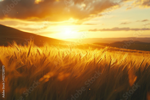 Field of Gold