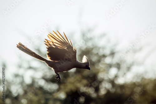 Grey go away bird in flight in backlit  in Kruger National park, South Africa ; Specie Corythaixoides concolor family of Musophagidae photo