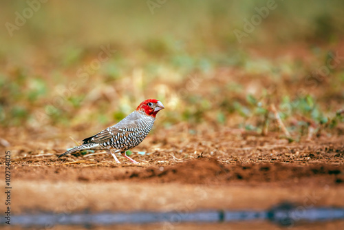 Red headed Finch male standing along waterhole in Kruger park, South Africa; specie Amadina erythrocephala family of Estrildidae photo